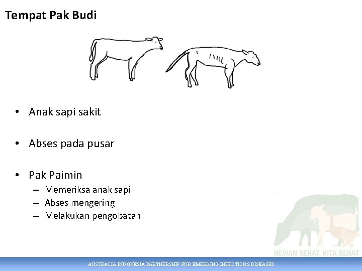 Tempat Pak Budi • Anak sapi sakit • Abses pada pusar • Pak Paimin