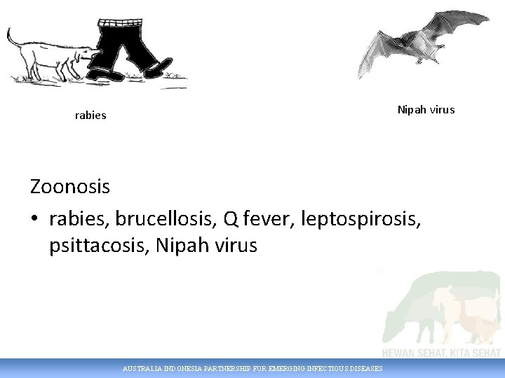 Nipah virus rabies Zoonosis • rabies, brucellosis, Q fever, leptospirosis, psittacosis, Nipah virus AUSTRALIA