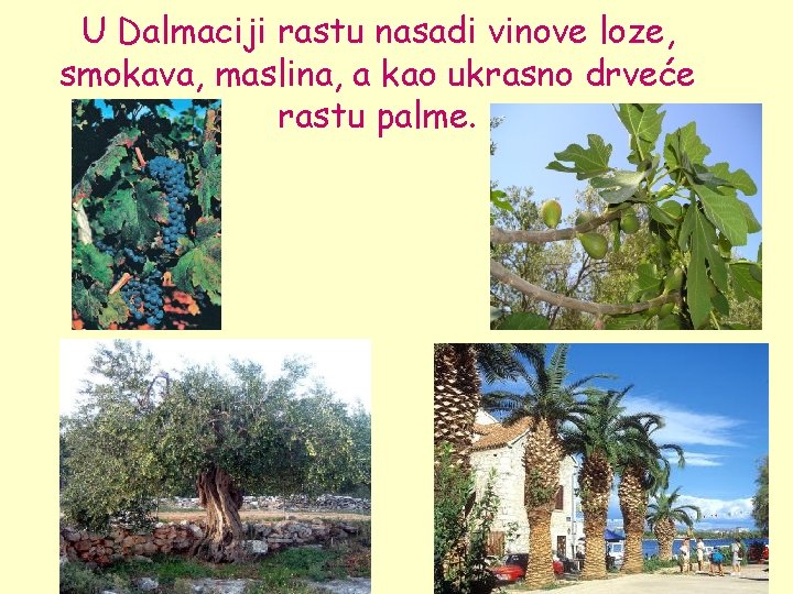 U Dalmaciji rastu nasadi vinove loze, smokava, maslina, a kao ukrasno drveće rastu palme.