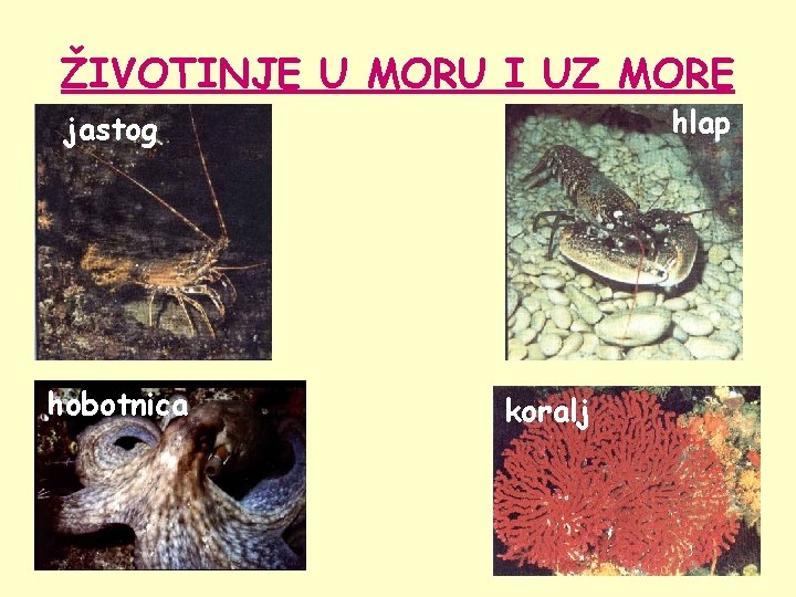 ŽIVOTINJE U MORU I UZ MORE hlap jastog hobotnica koralj 