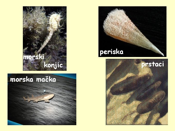 morski konjic morska mačka periska prstaci 