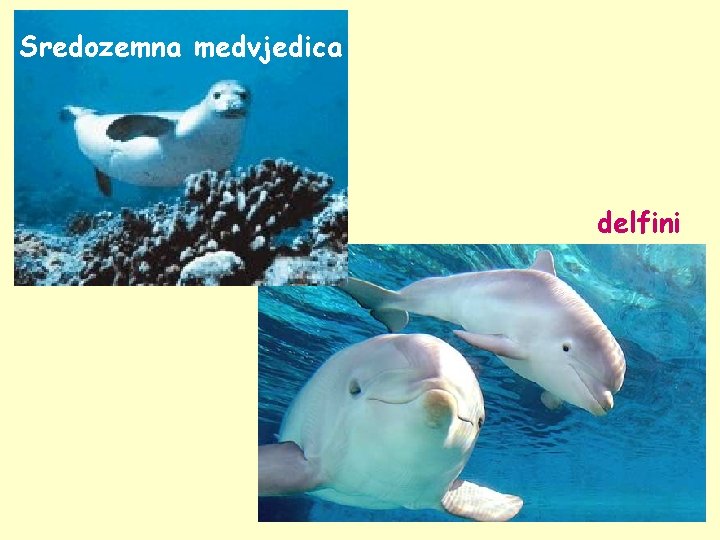 Sredozemna medvjedica delfini 