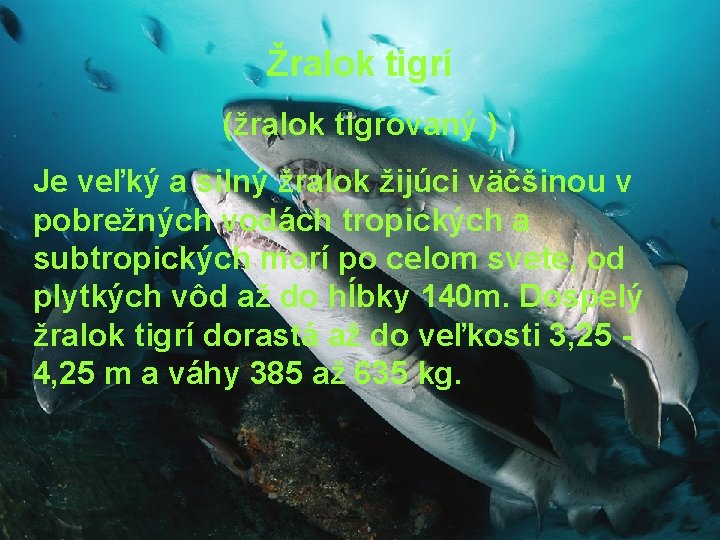 Žralok tigrí (žralok tigrovaný ) Je veľký a silný žralok žijúci väčšinou v pobrežných