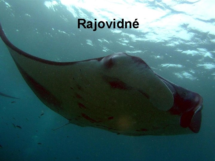 Rajovidné 