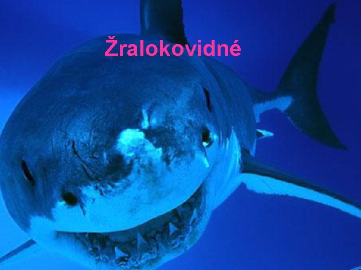 Žralokovidné 