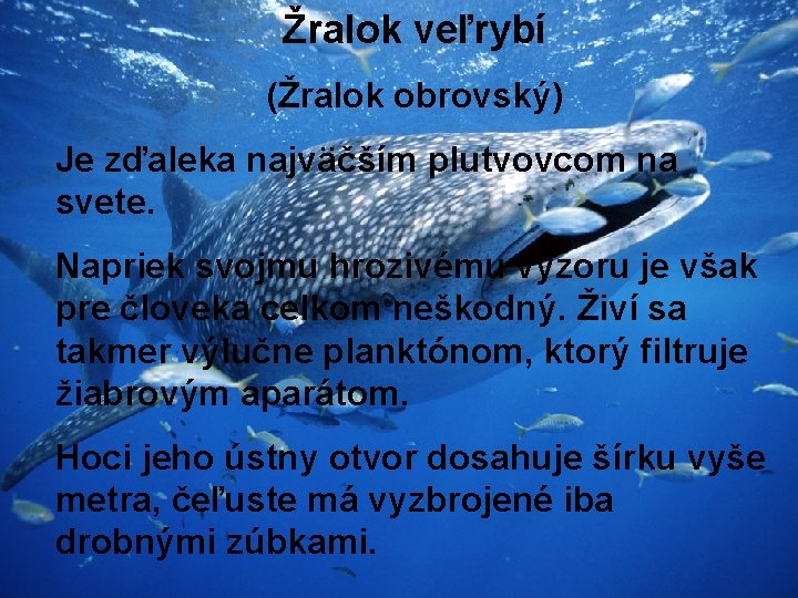 Žralok veľrybí (Žralok obrovský) Je zďaleka najväčším plutvovcom na svete. Napriek svojmu hrozivému výzoru