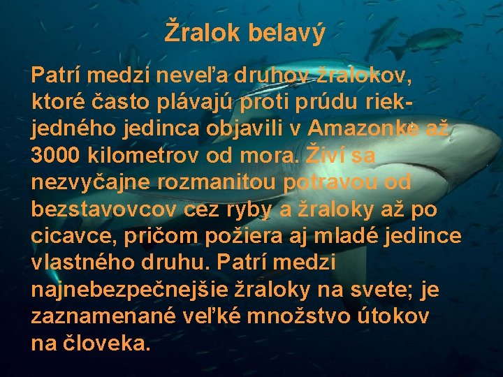 Žralok belavý Patrí medzi neveľa druhov žralokov, ktoré často plávajú proti prúdu riekjedného jedinca