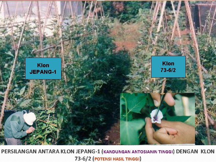 Klon JEPANG-1 Klon 73 -6/2 PERSILANGAN ANTARA KLON JEPANG-1 (KANDUNGAN ANTOSIANIN TINGGI) DENGAN KLON