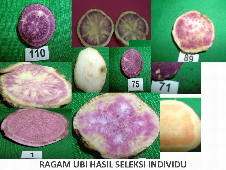 RAGAM UBI HASIL SELEKSI INDIVIDU 