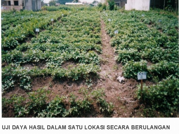 UJI DAYA HASIL DALAM SATU LOKASI SECARA BERULANGAN 