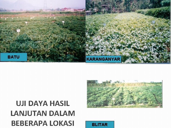 BATU UJI DAYA HASIL LANJUTAN DALAM BEBERAPA LOKASI KARANGANYAR BLITAR 