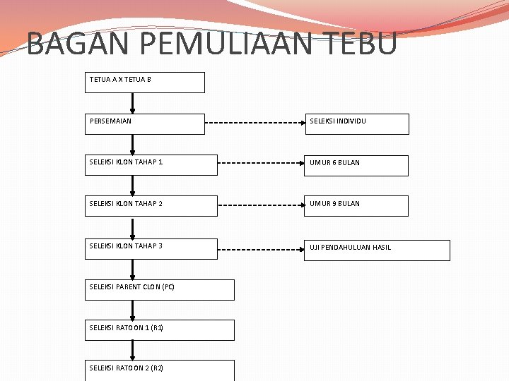 BAGAN PEMULIAAN TEBU TETUA A X TETUA B PERSEMAIAN SELEKSI INDIVIDU SELEKSI KLON TAHAP