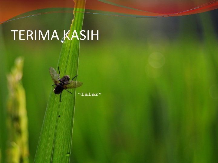 TERIMA KASIH 