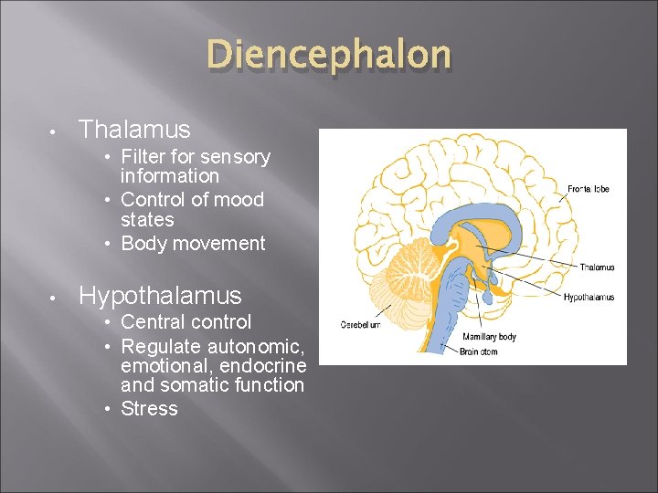 Diencephalon • Thalamus • Filter for sensory information • Control of mood states •