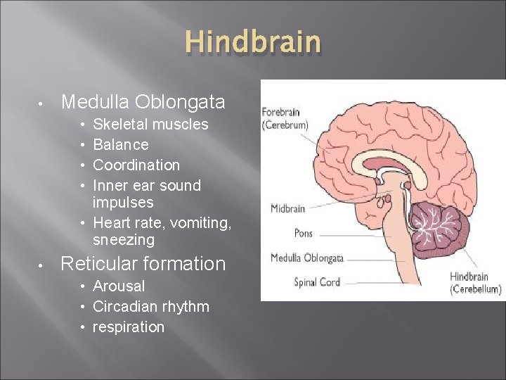 Hindbrain • Medulla Oblongata Skeletal muscles Balance Coordination Inner ear sound impulses • Heart