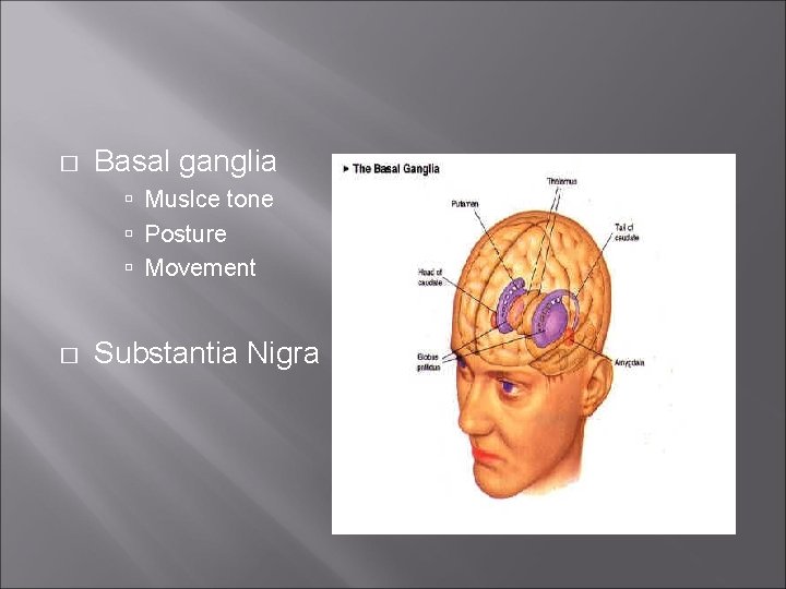� Basal ganglia Muslce tone Posture Movement � Substantia Nigra 