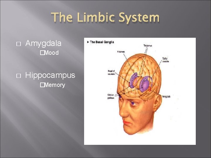 The Limbic System � Amygdala �Mood � Hippocampus �Memory 