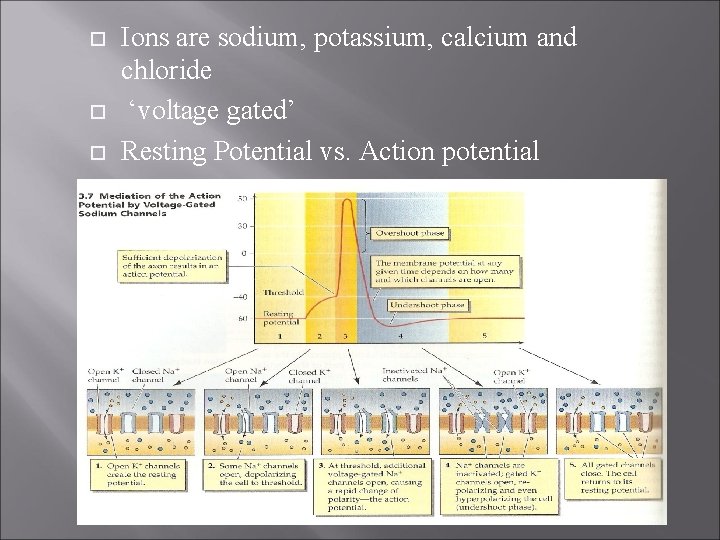  Ions are sodium, potassium, calcium and chloride ‘voltage gated’ Resting Potential vs. Action