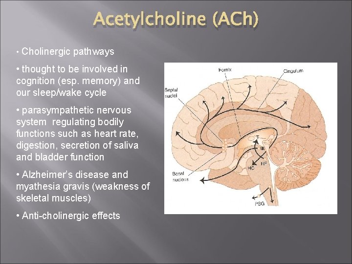 Acetylcholine (ACh) • Cholinergic pathways • thought to be involved in cognition (esp. memory)