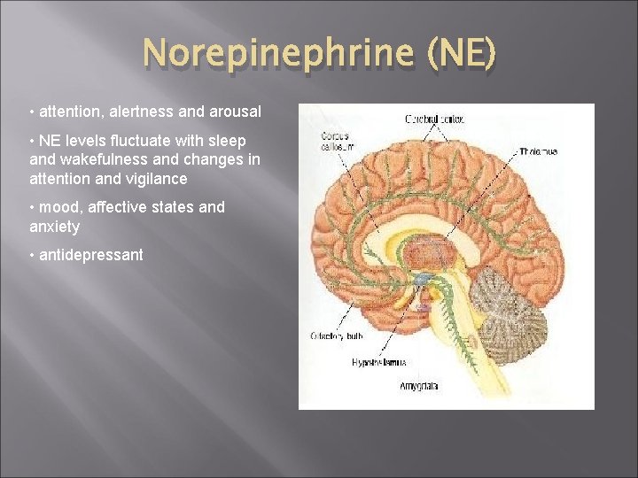 Norepinephrine (NE) • attention, alertness and arousal • NE levels fluctuate with sleep and