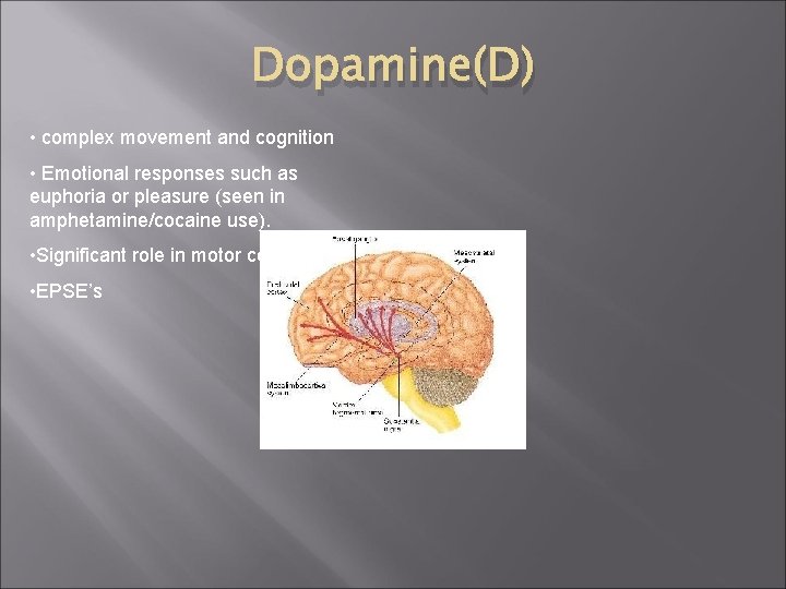 Dopamine(D) • complex movement and cognition • Emotional responses such as euphoria or pleasure