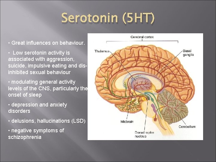 Serotonin (5 HT) • Great influences on behaviour. • Low serotonin activity is associated
