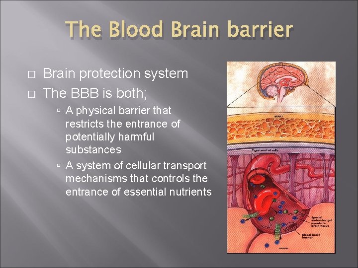 The Blood Brain barrier � � Brain protection system The BBB is both; A