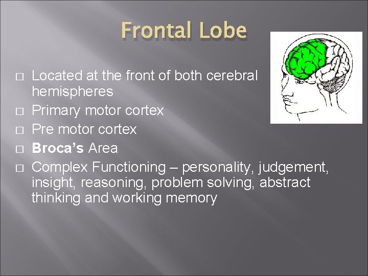 Frontal Lobe � � � Located at the front of both cerebral hemispheres Primary