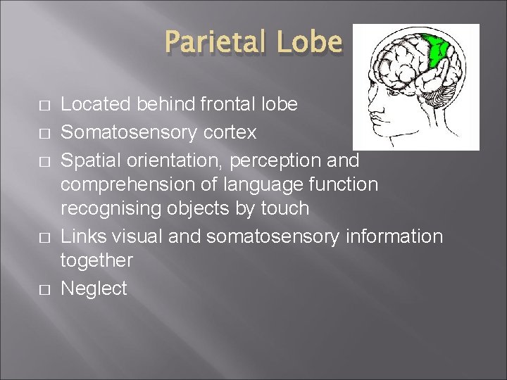 Parietal Lobe � � � Located behind frontal lobe Somatosensory cortex Spatial orientation, perception