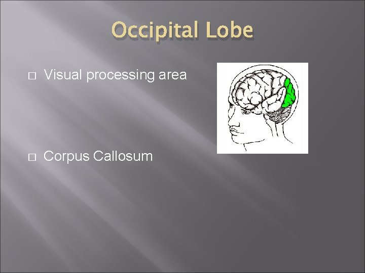 Occipital Lobe � Visual processing area � Corpus Callosum 