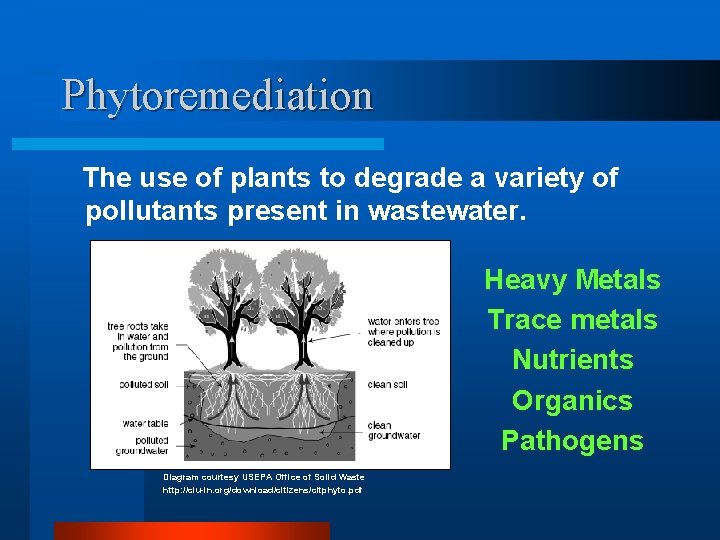 Phytoremediation The use of plants to degrade a variety of pollutants present in wastewater.