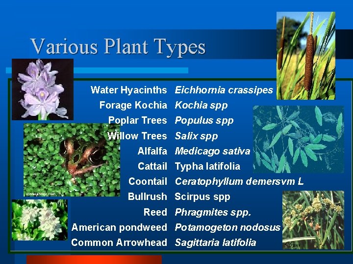 Various Plant Types Water Hyacinths Eichhornia crassipes Forage Kochia spp Poplar Trees Populus spp