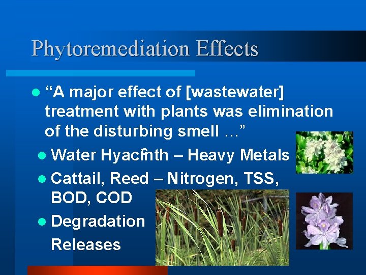 Phytoremediation Effects l “A major effect of [wastewater] treatment with plants was elimination of