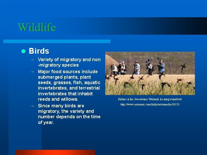 Wildlife l Birds – Variety of migratory and non -migratory species – Major food