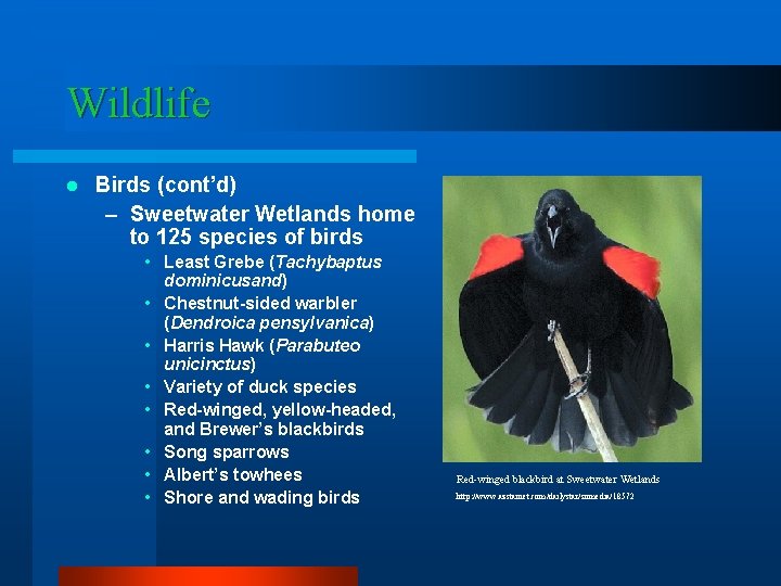 Wildlife l Birds (cont’d) – Sweetwater Wetlands home to 125 species of birds •