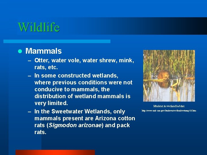 Wildlife l Mammals – Otter, water vole, water shrew, mink, rats, etc. – In