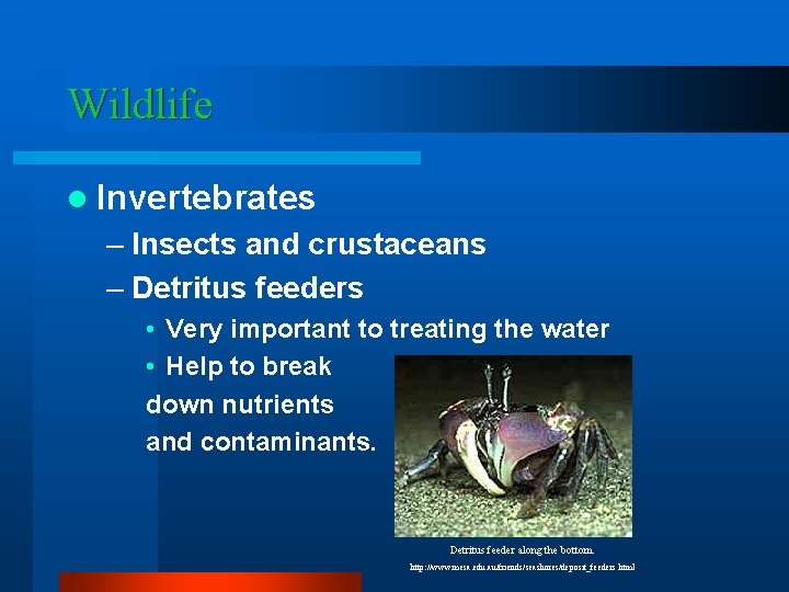 Wildlife l Invertebrates – Insects and crustaceans – Detritus feeders • Very important to