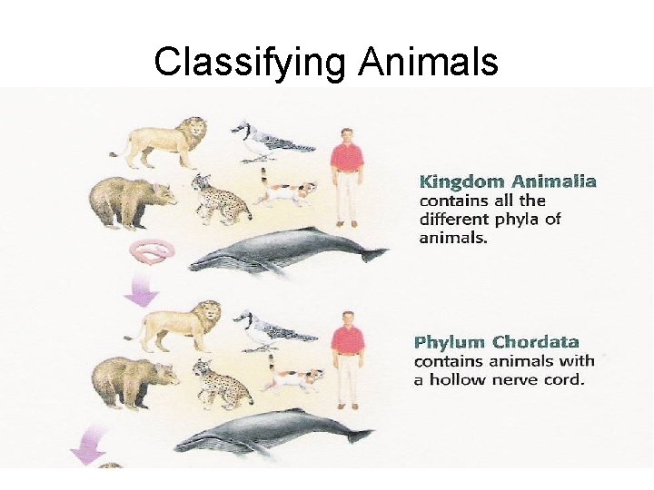Classifying Animals 