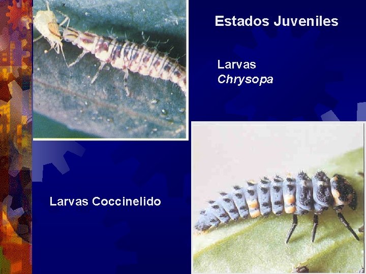Estados Juveniles Larvas Chrysopa Larvas Coccinelido 