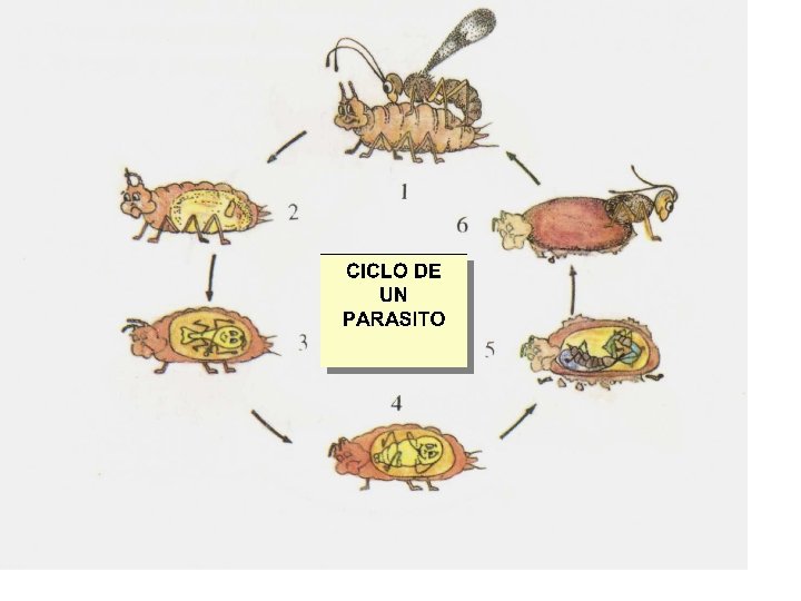 Ciclo biológico del parasitoide 