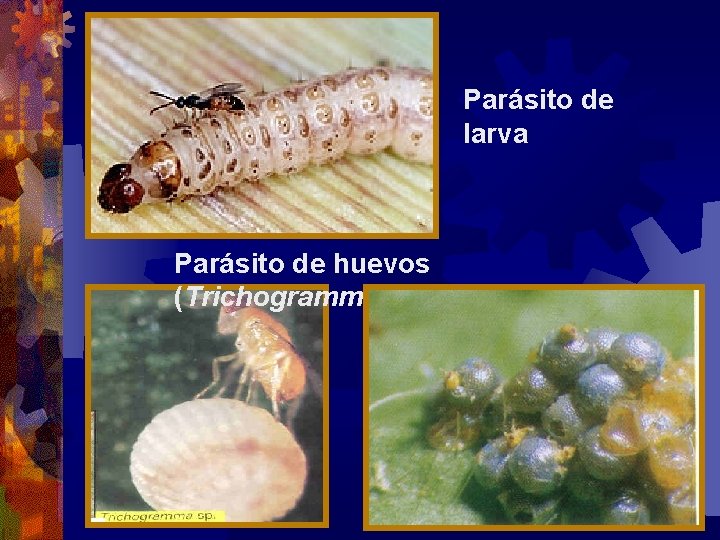 Parásito de larva Parásito de huevos (Trichogramma) 