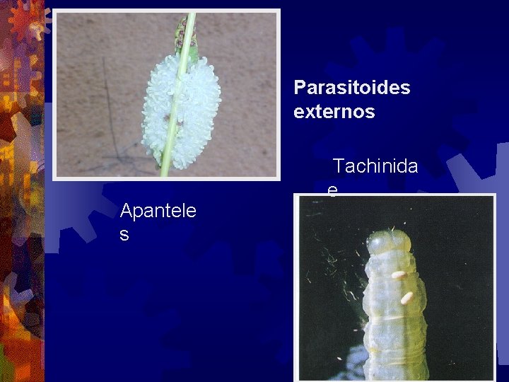 Parasitoides externos Apantele s Tachinida e 