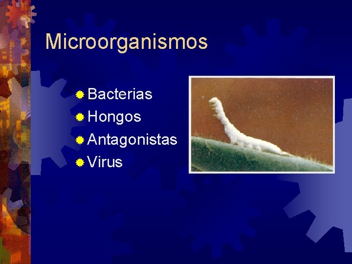 Microorganismos Bacterias Hongos Antagonistas Virus 