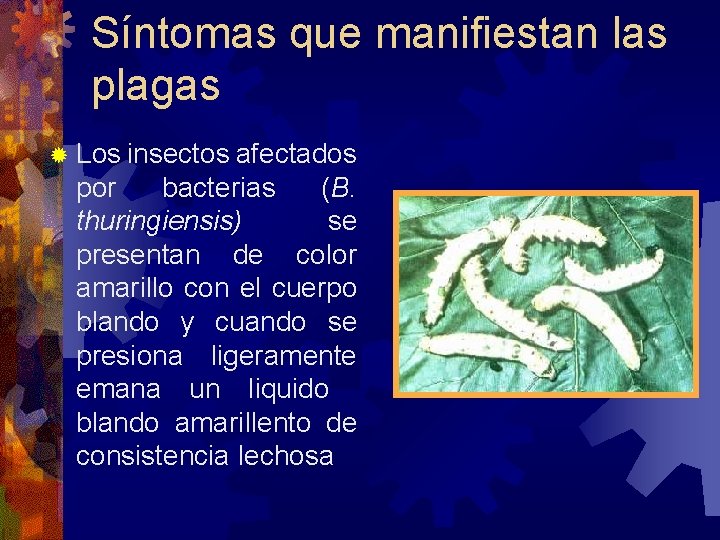 Síntomas que manifiestan las plagas Los insectos afectados por bacterias (B. thuringiensis) se presentan