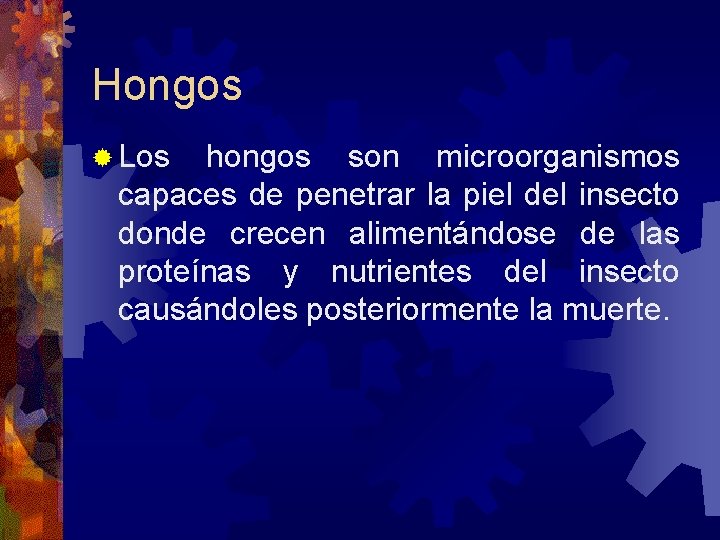 Hongos Los hongos son microorganismos capaces de penetrar la piel del insecto donde crecen