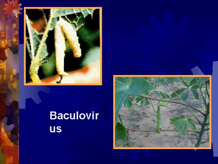 Baculovir us 