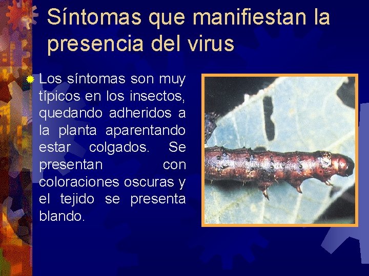 Síntomas que manifiestan la presencia del virus Los síntomas son muy típicos en los