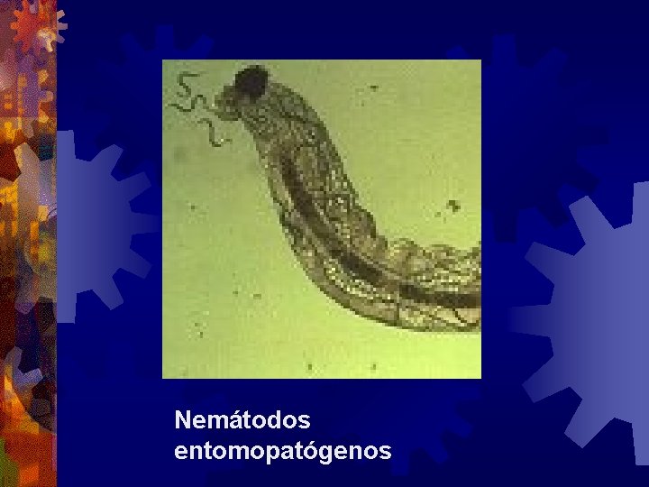 Nemátodos entomopatógenos 