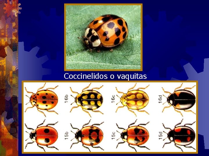 Coccinelidos o vaquitas 