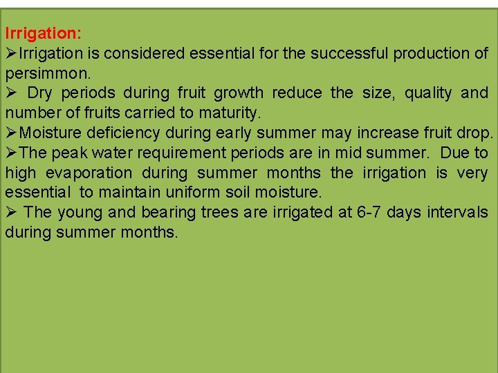 Irrigation: ØIrrigation is considered essential for the successful production of persimmon. Ø Dry periods